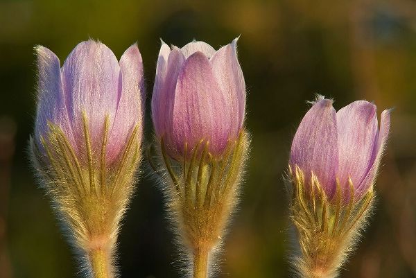 Canada-Manitoba-Sandilands Provincial Forest Prairie crocus flowers close-up